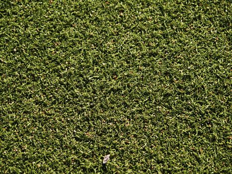Soccer field grass on the green texture