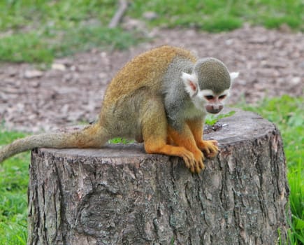 squirrel monkeys 