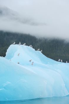 birds with blue iceberg floating in alaska