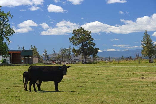 black cow in a grass field