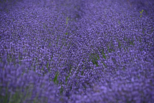 lavender flower field in oregon