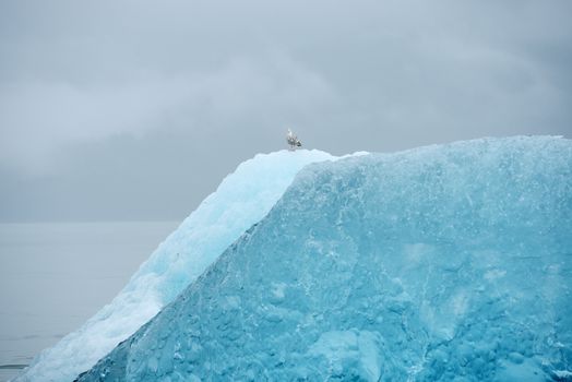 blue iceberg floating in alaska