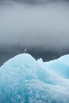 blue iceberg floating in alaska