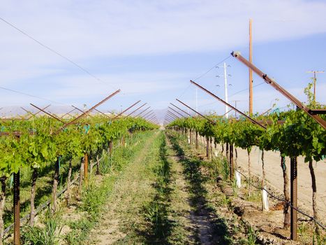 Winter grape vines of California