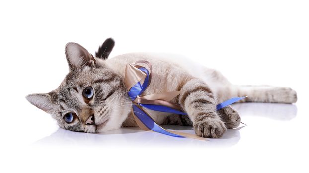 Striped blue-eyed cat with a tapes. Cat with a bow. Portrait of a striped blue-eyed cat. Striped cat. Striped not purebred kitten. Small predator. Small cat.