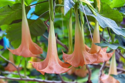 Brugmansia Flowers after Rain. Poisonous flowering plants in family Solanaceae