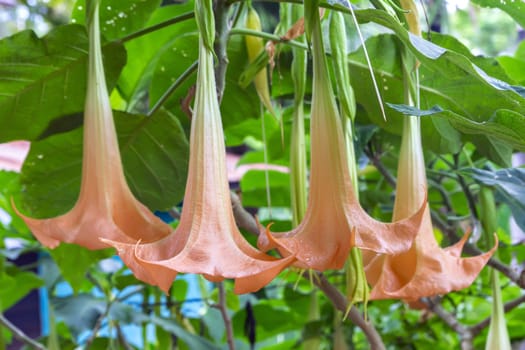 Brugmansia Flowers. Genus of seven species of poisonous flowering plants in the family Solanaceae