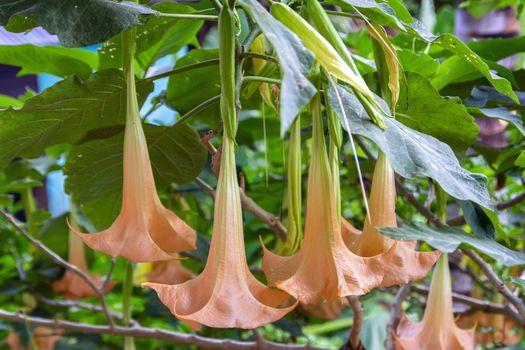 Brugmansia. Genus of seven species of poisonous flowering plants in the family Solanaceae