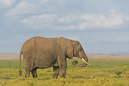 African elephant, female, grazing in grassland  of Amboseli National Park, Kenya