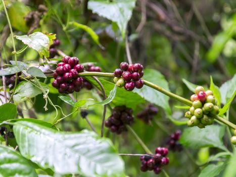 Wild Coffee Pods in Mountains Of Sumatra, Samosir Island