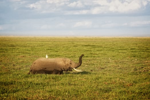 African elephant, female, enjoying succulent feed  in swamp area Amboseli National park, Kenya