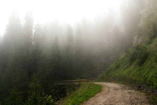 foggy summer day in a forest of Paneveggio, Trentino - Dolomites, Italy