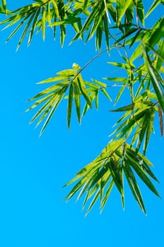 Green bamboo leaves shot against a bright blue morning sky