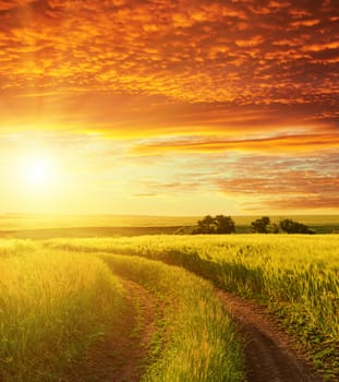 red sunset and road in green field