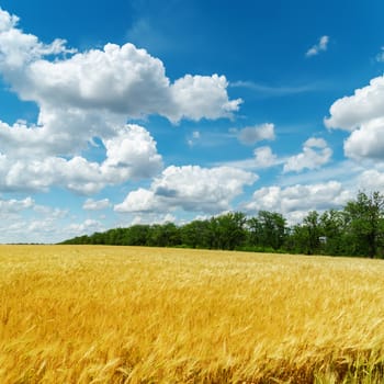 golden harvest and clouds in blue sky