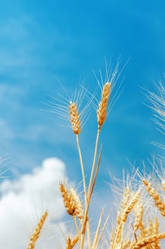 yellow wheat ears on field and blue sky. soft focus