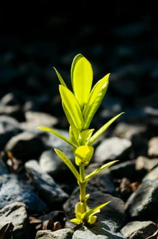 Bright green plant growing in a bed of course gravel