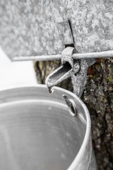 Maple Sap buckets Closeup on trees in spring