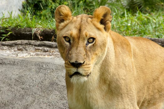 Portrait Of Wild Lion