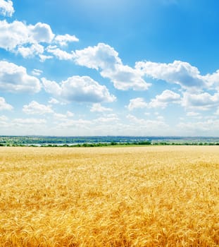 golden color field with wheat and low clouds in blue sky