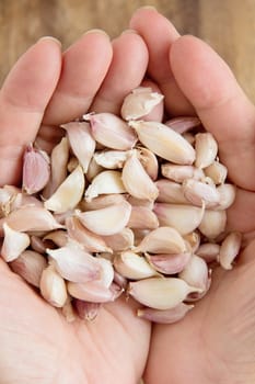 hand holding organic garlic close up