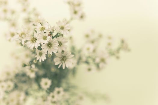 retro style image of Gypsophila