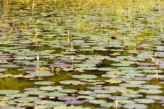 waterlily, lotus flowers in pond