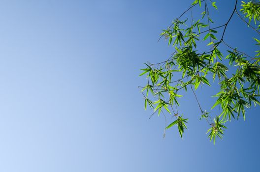 Green bamboo leaves shot against a bright blue morning sky