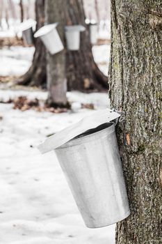 Forest of Maple Sap buckets on trees in spring