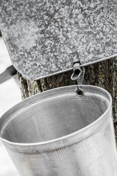 Maple Sap buckets Closeup on trees in spring