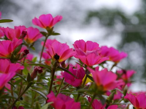 Portulaca flowers