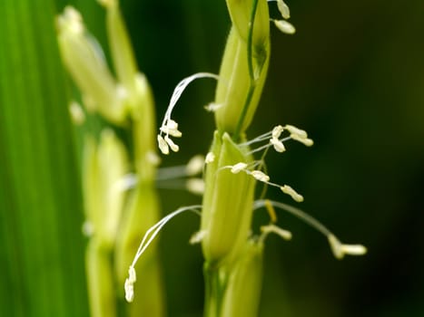paddy stalk and flowers