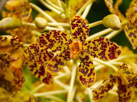 Largest orchid in the world, Scientific name: Grammatophyllum specinocum BL.
