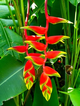 Beautiful Heliconia flower blooming in vivid colors