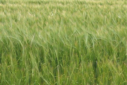 Field of the barley - detail of the ears