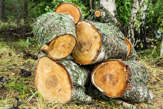 Pile of cut birch logs in the forest