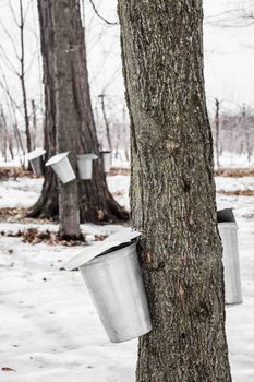 Forest of Maple Sap buckets on trees in spring