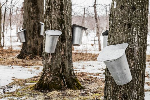 Forest of Maple Sap buckets on trees in spring