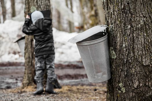 Forest of Maple on trees in spring and Kids lookin into the Sap buckets