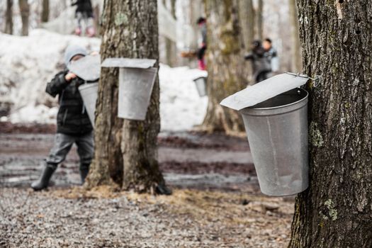 Forest of Maple on trees in spring and Kids lookin into the Sap buckets