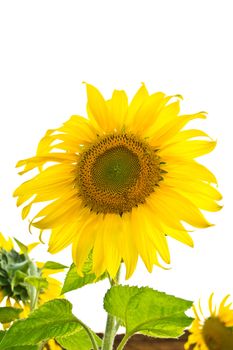 Sunflower isolated on white background 