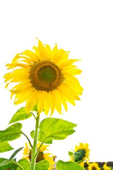 Sunflower isolated on white background