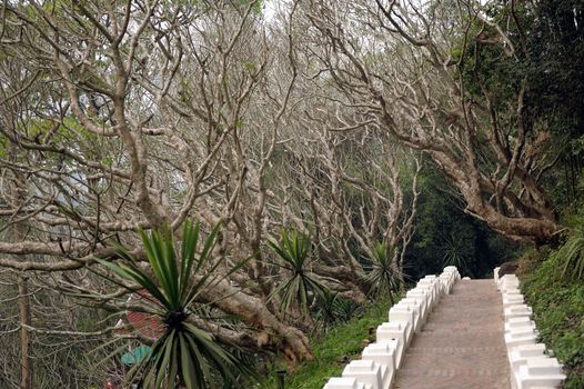 walkway trees