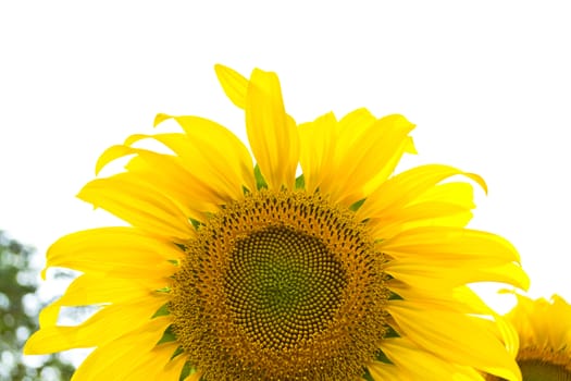 Sunflower isolated on white background