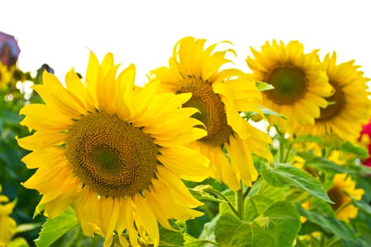 Sunflower isolated on white background