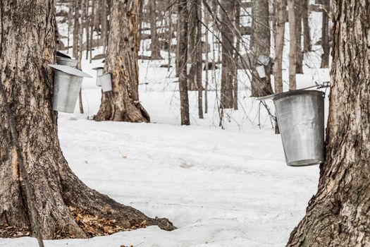 Forest of Maple Sap buckets on trees in spring