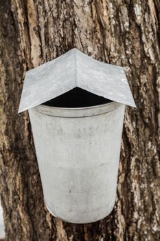 Maple Sap buckets Closeup on trees in spring