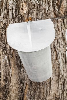 Maple Sap buckets Closeup on trees in spring