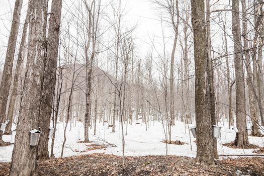 Forest of Maple Sap buckets on trees in spring