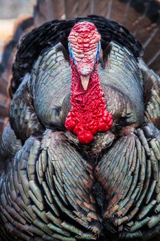 Wild Turkey Closeup of front in nature and daylight